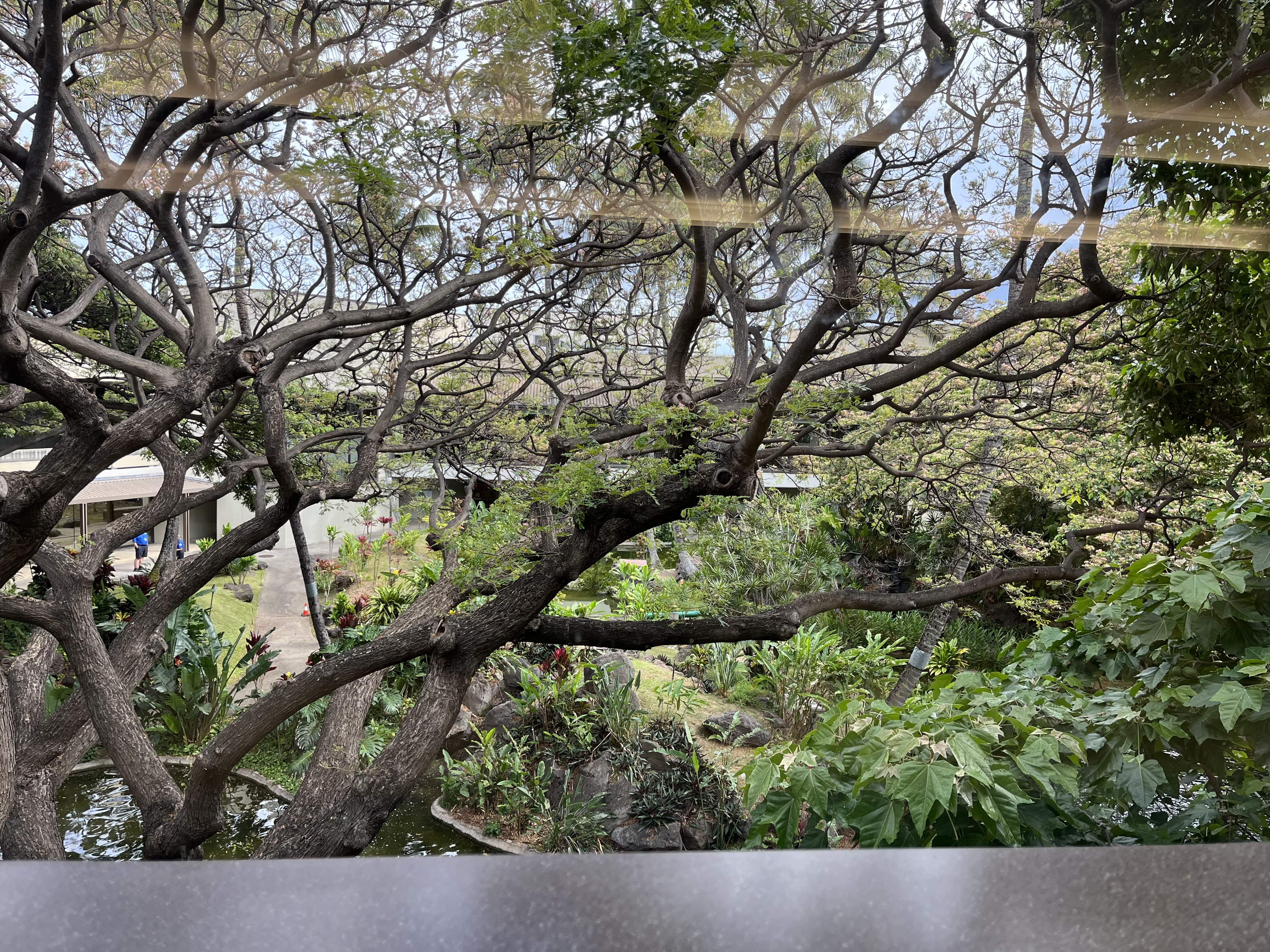 Neil Scrivener reviews the JAL (Japan Airlines) Sakura Lounge in Daniel K. Inouye International Airport (HNL).